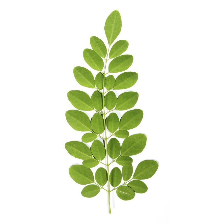 Drumstick Leaves 1 PACK