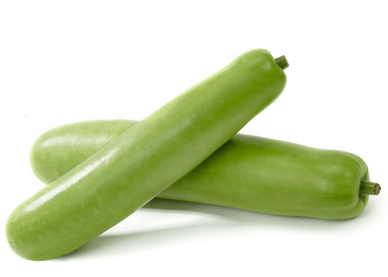 Squash Long Reg 1 LBS