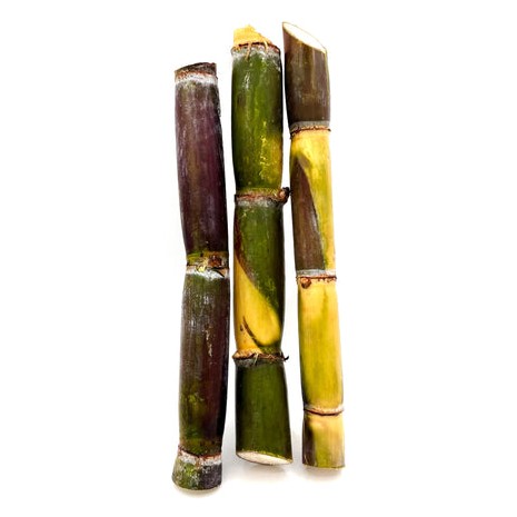 Sugarcane 1 PCS