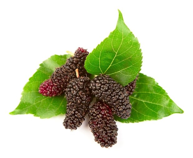 Mulberries 0.5 LBS