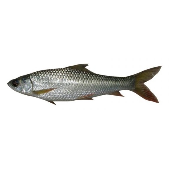Nola Block Fish 1 LBS