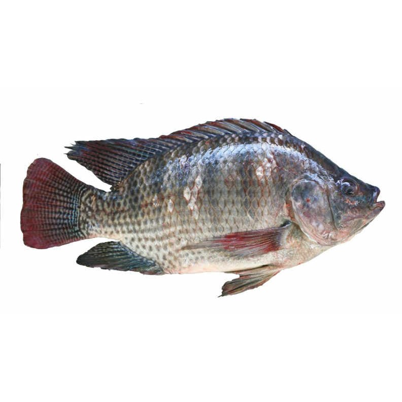 Chipila Bock Fish 1 LBS