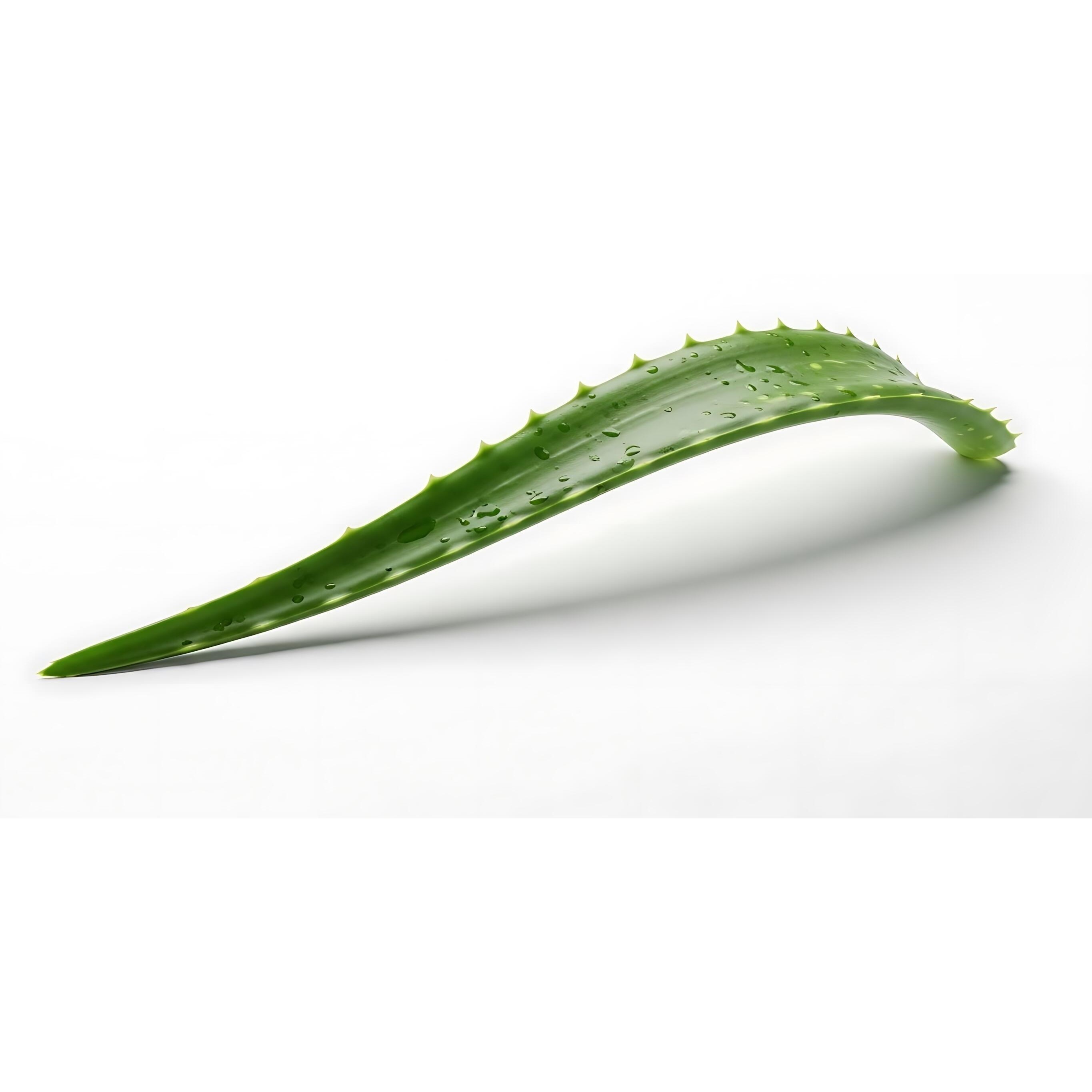 Aloevera Lvs 1 PCS