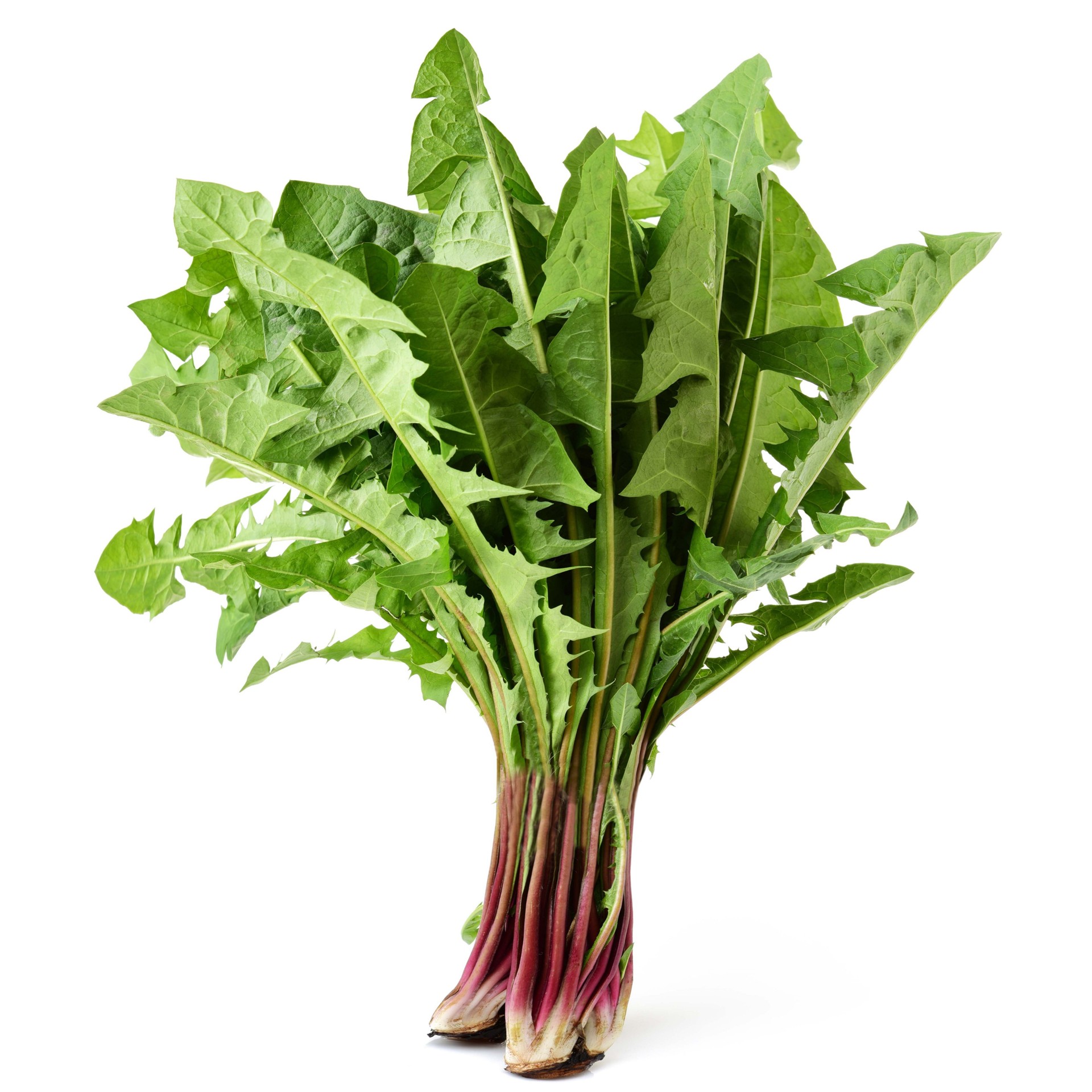 Dandelion 1 LB