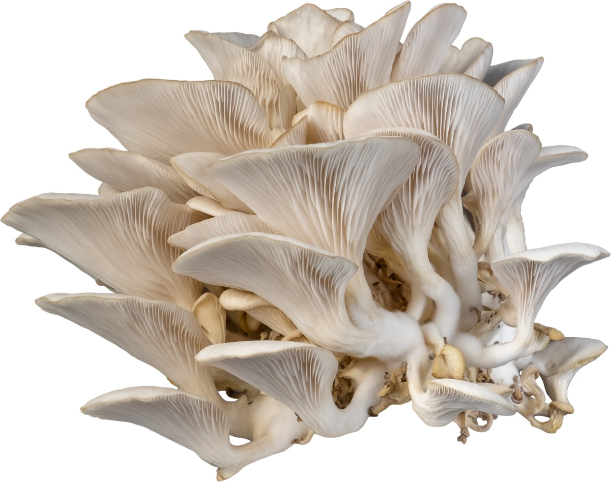 Oyster Mushroom 1 LB