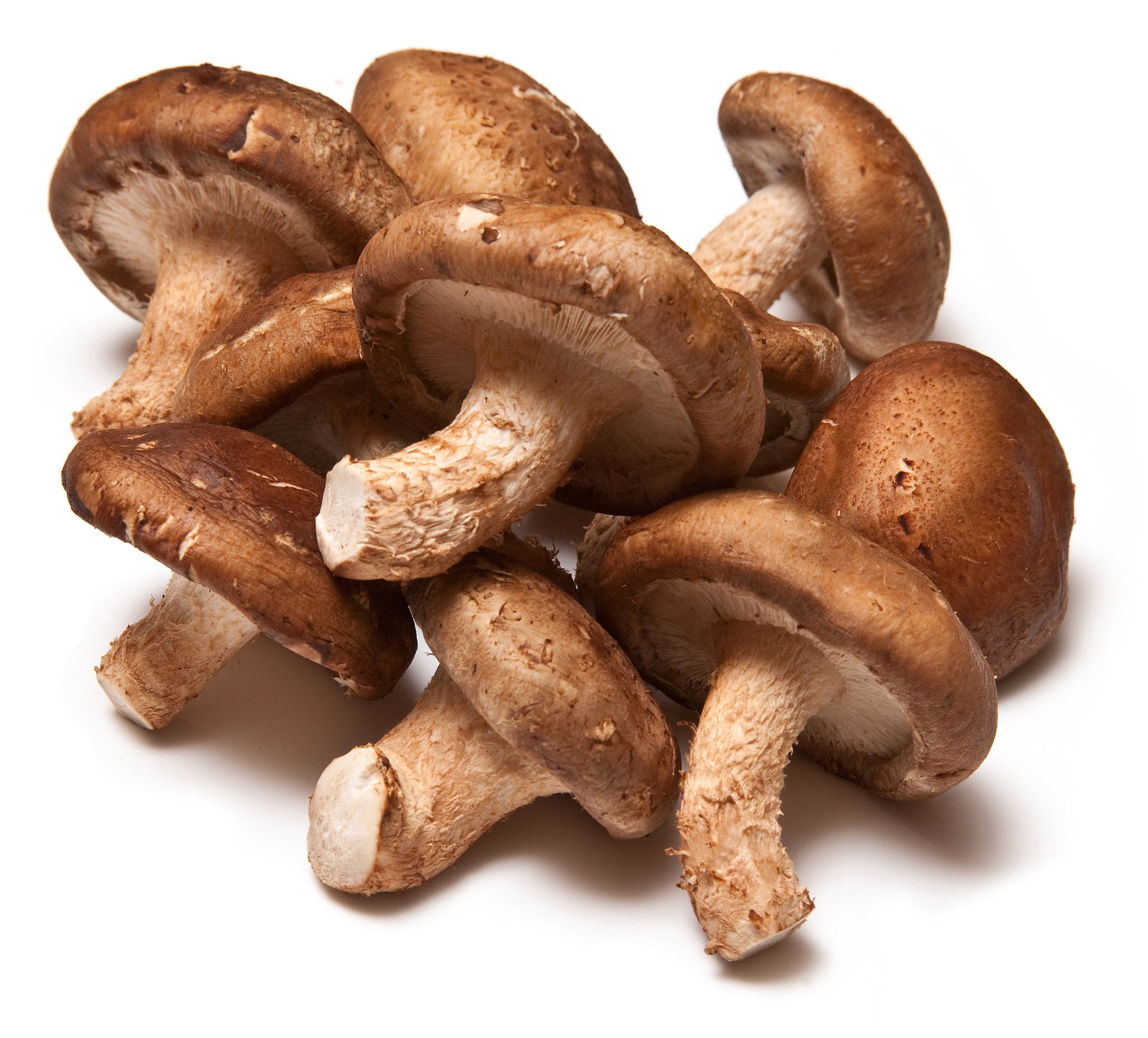 Shiitake 1 LBS
