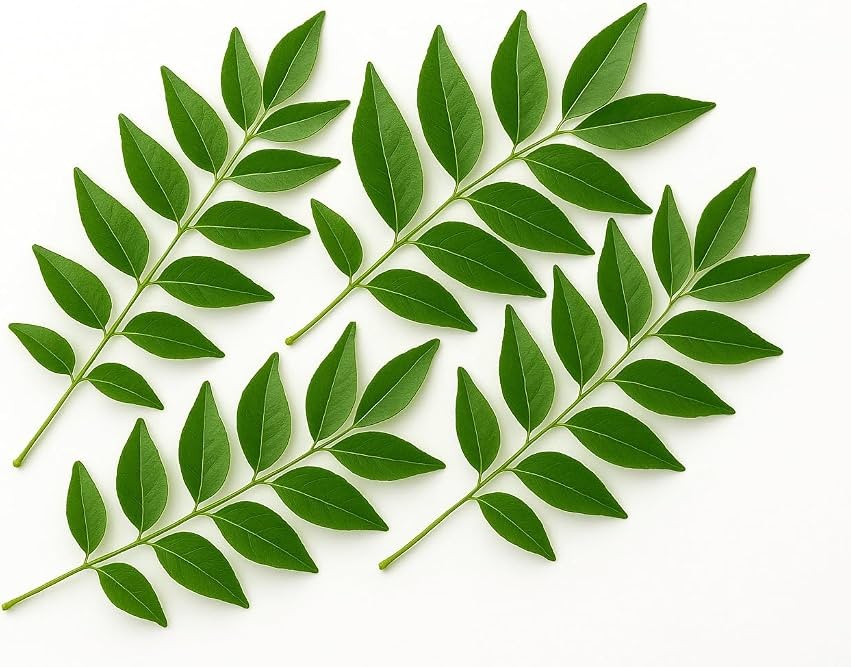 Fresh Curry Leaf 1 BUNCH