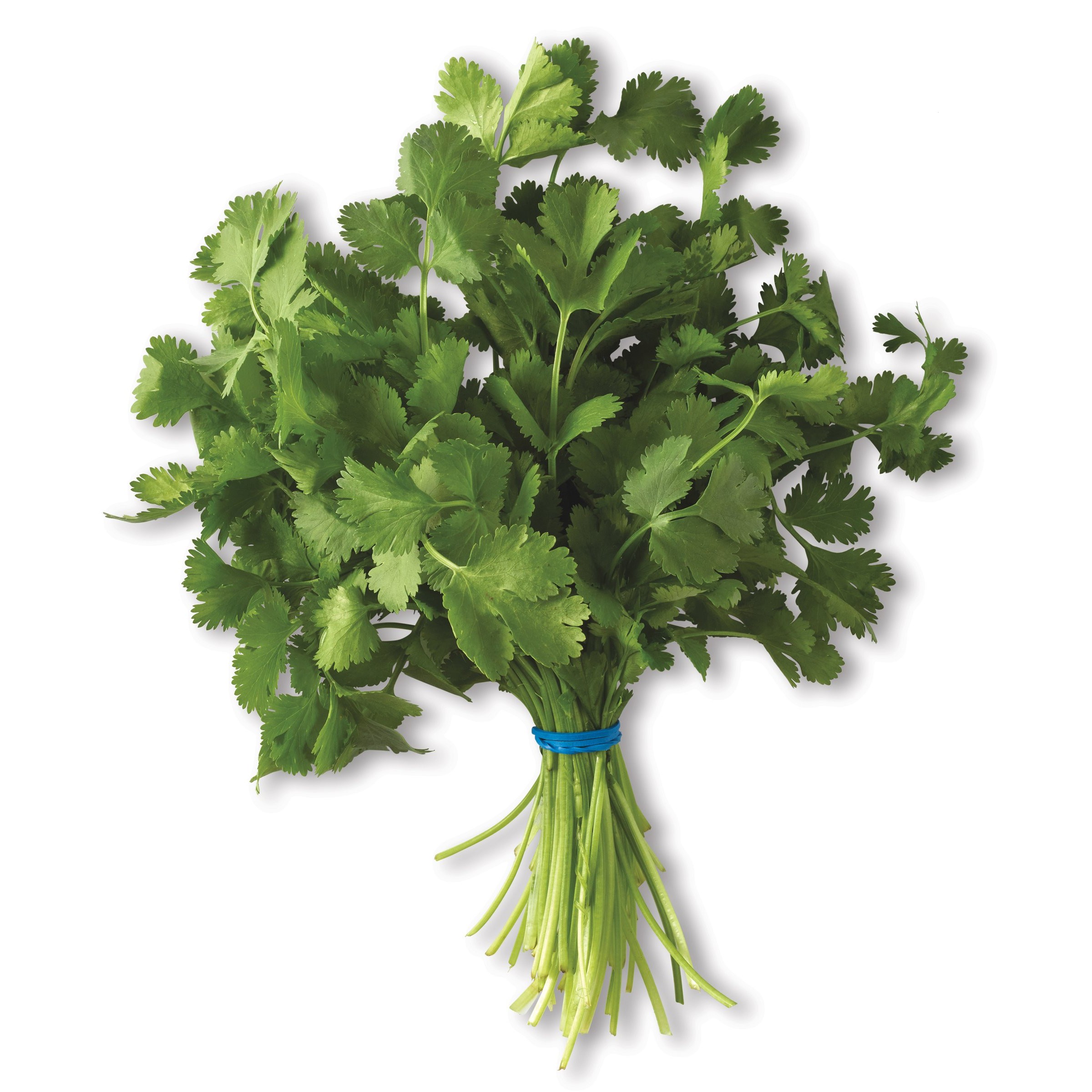 Cilantro Bunch 1 PACK