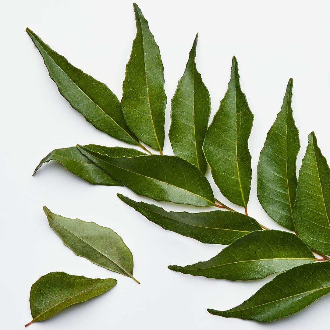 Fresh Curry Leaf 1 LBS