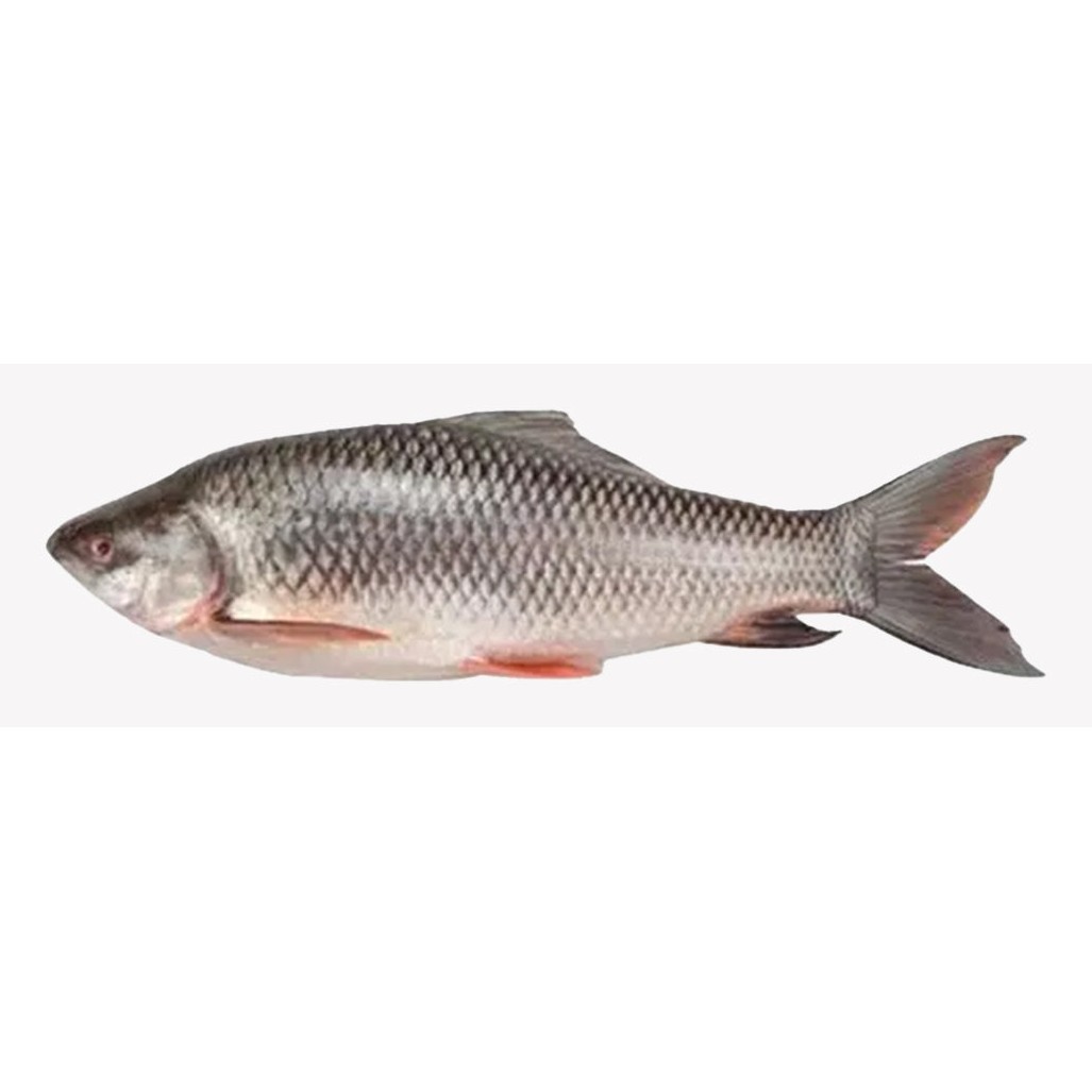 Rui Fish 1 LBS