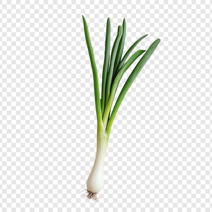 Green Onion 1 PCS