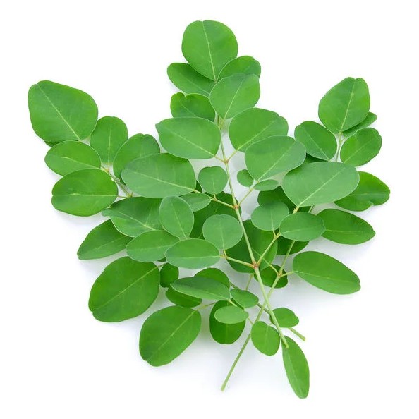 Moringa Leaves 1 LBS
