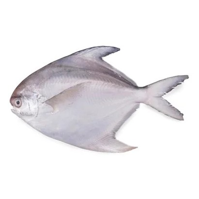 White Pomfret M Fine Cut 3 LBS