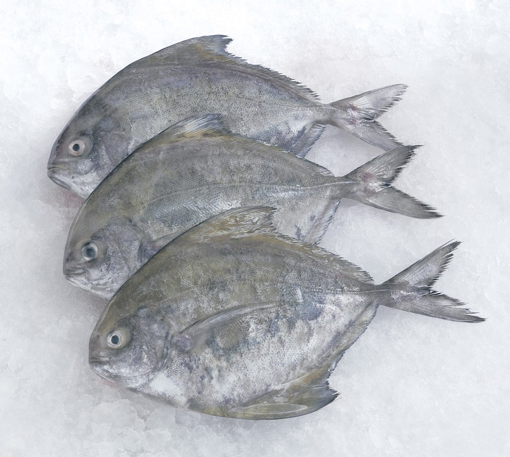 Black Pomfret Family Pack 3 LBS