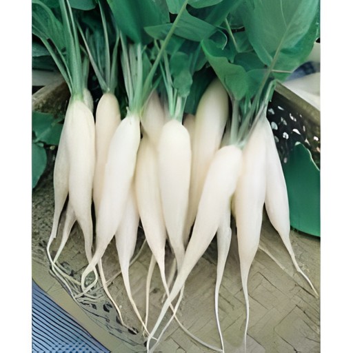 Daikon Radish 1 LBS