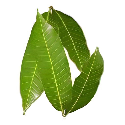 Mango Leaf 1 Each