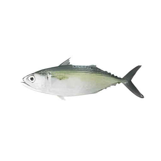 INDIAN MACKERAL PAN READY OCEAN GRACE 2 LBS
