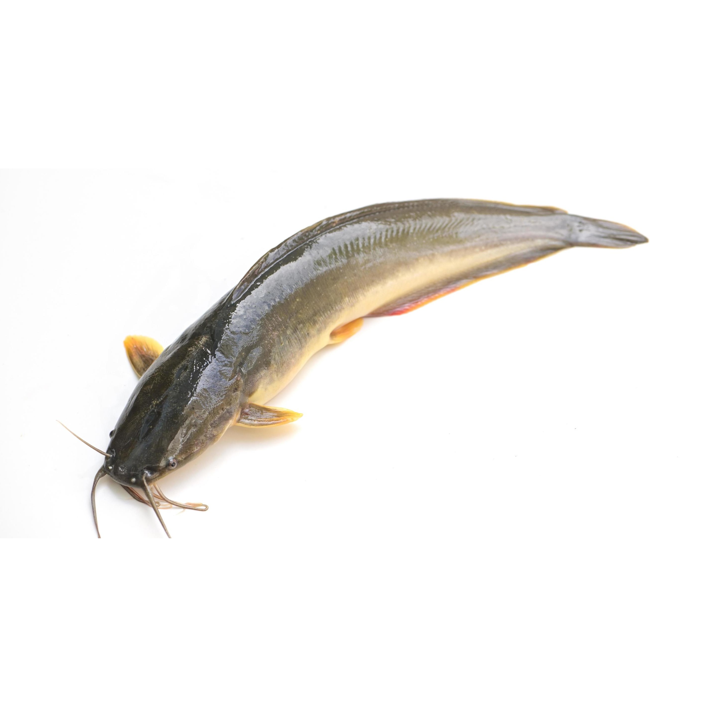Cat Fish Whole 4 LBS