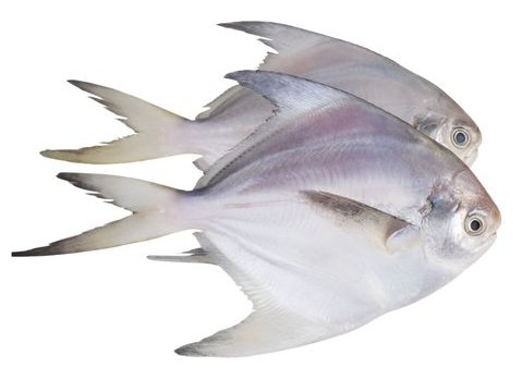 Fish Rupchanda 300 400 Size 2 LBS