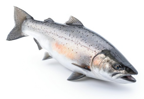 Premium Salmon 1 LBS