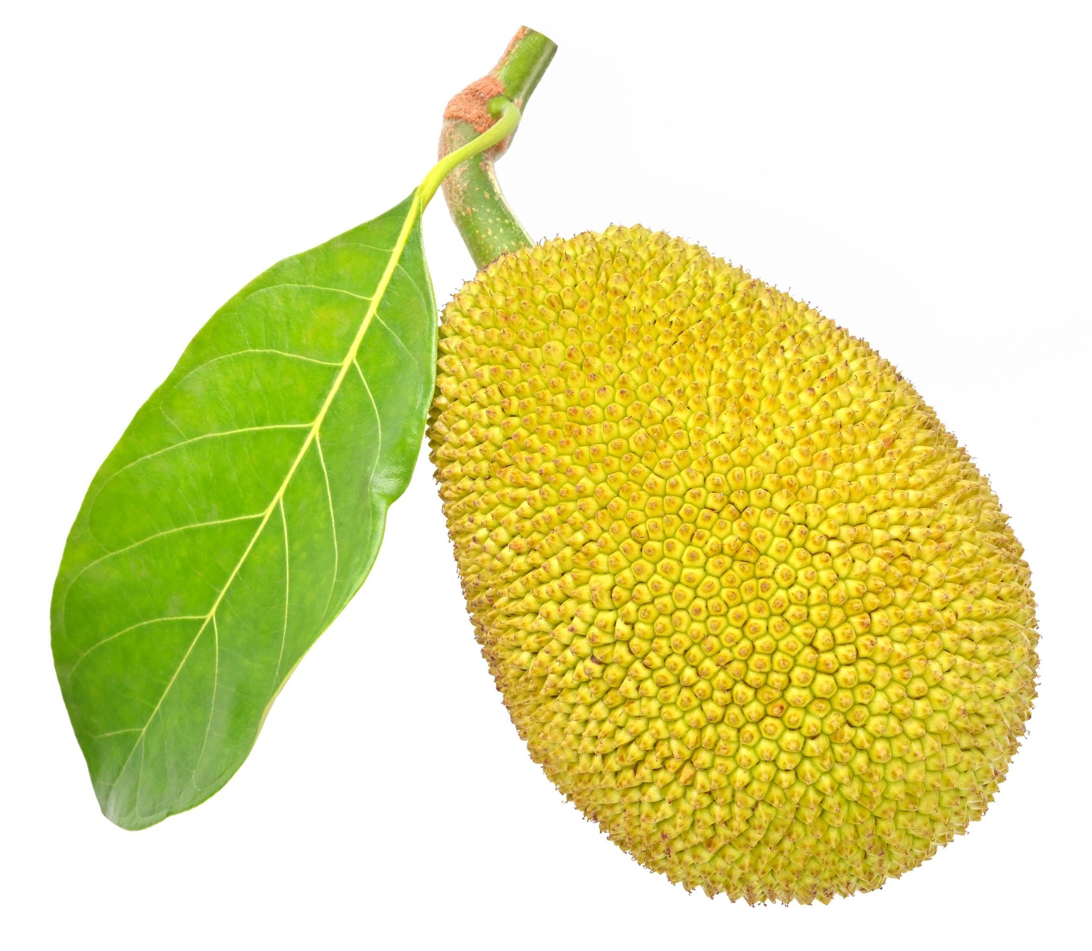 Jackf Fruit Big 1 LBS