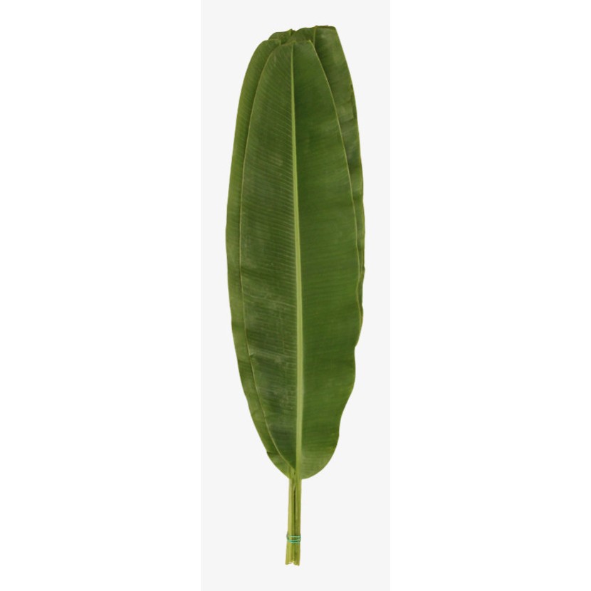 Banan Leaf 1 LBS