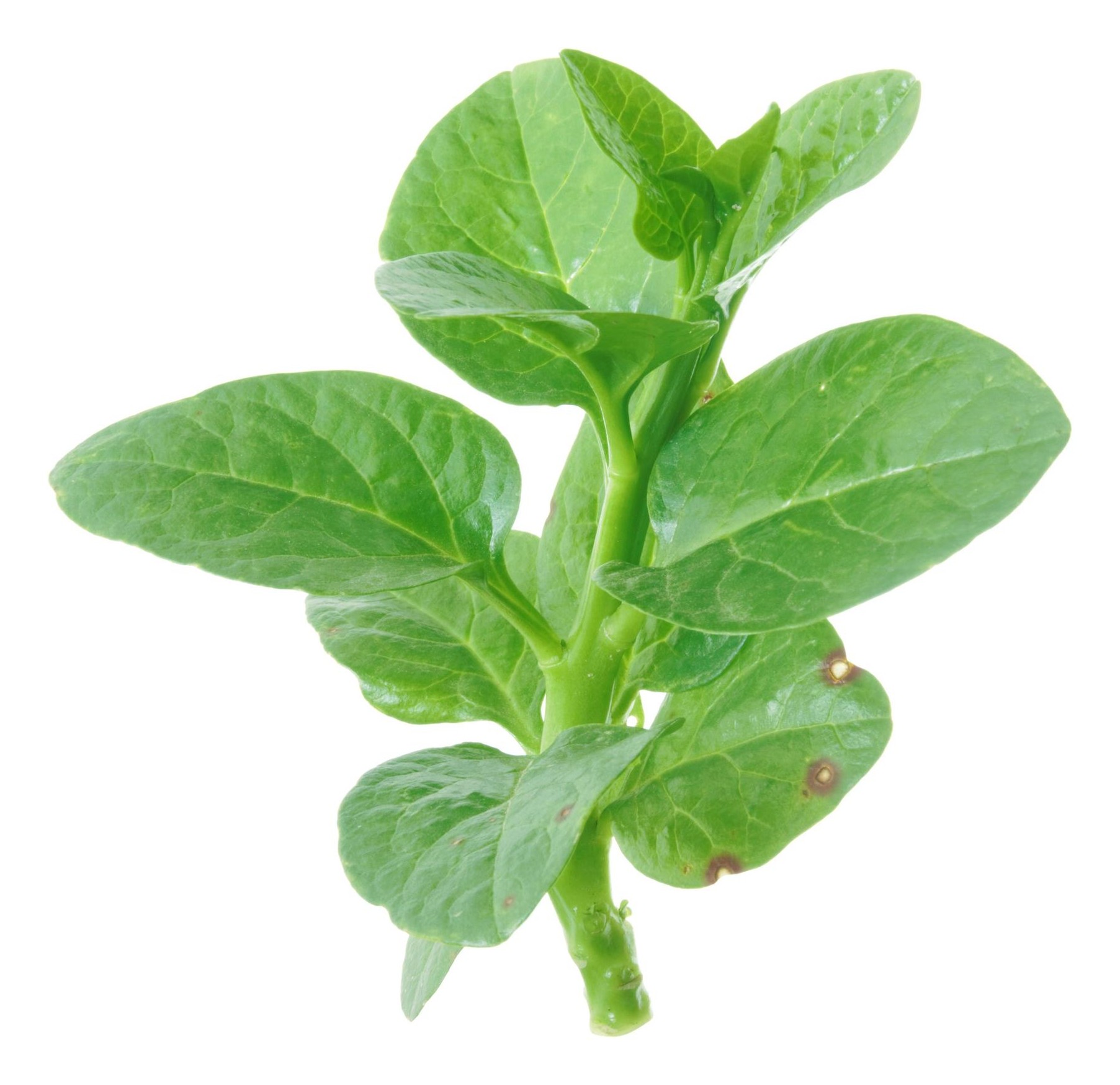 Malabar Spinach Bacchala Aaku 1 PCS