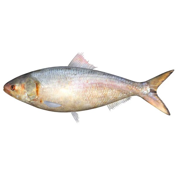 Hilish 4 In Bag 4 LBS