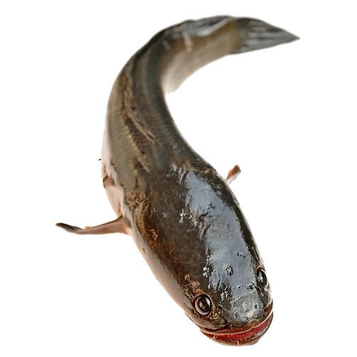 Shoil 4 LBS