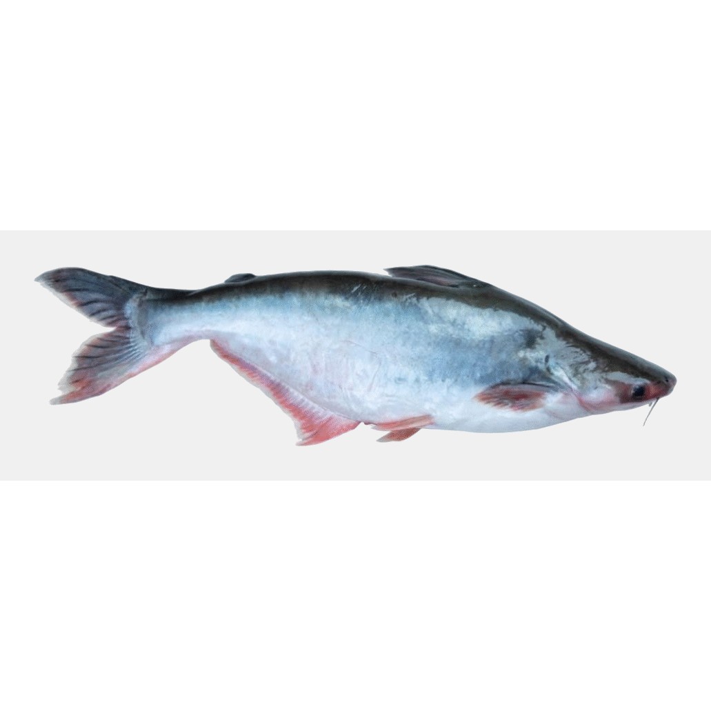Pangas 4 LBS
