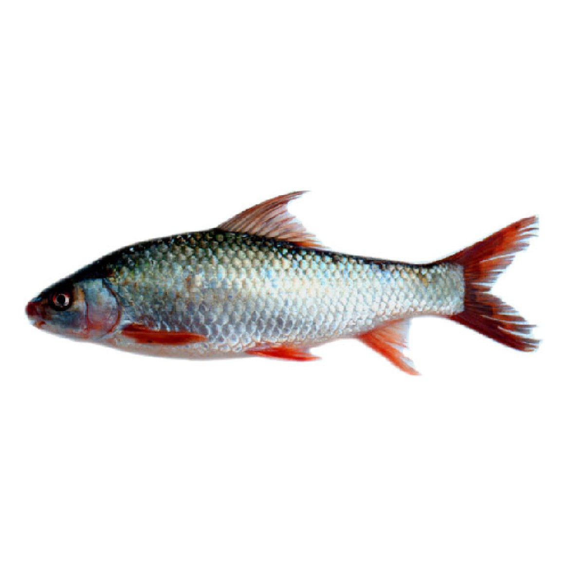 Mrigel Sale 1 LBS