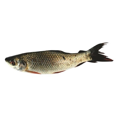 Mrigel Sale 3 LBS