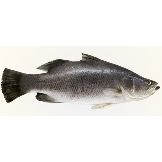Shahjalal Taki 3 LBS