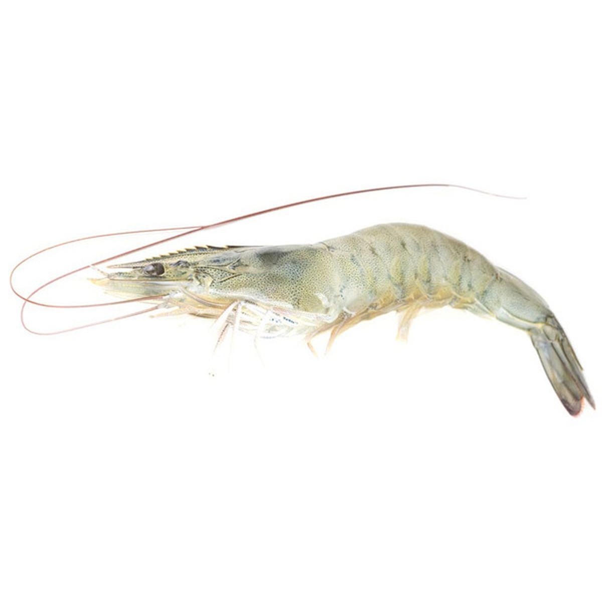 Ocean Kingdom White Shrimp 3 LBS