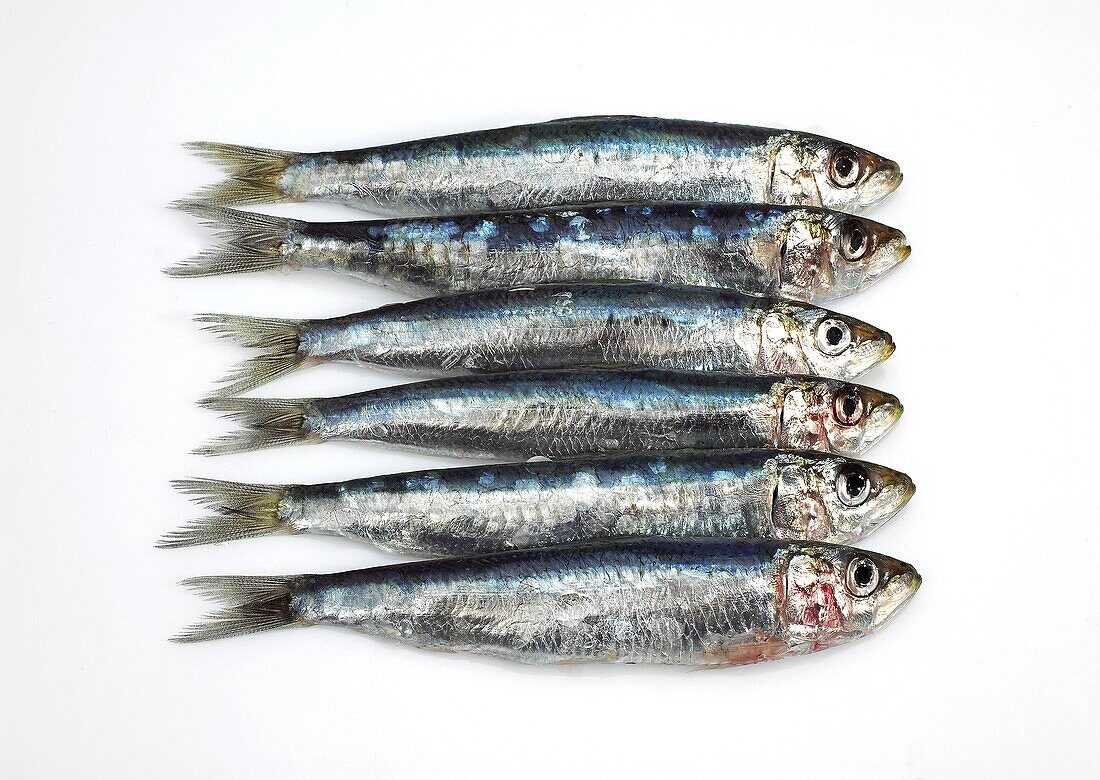 Sardines 3 LBS