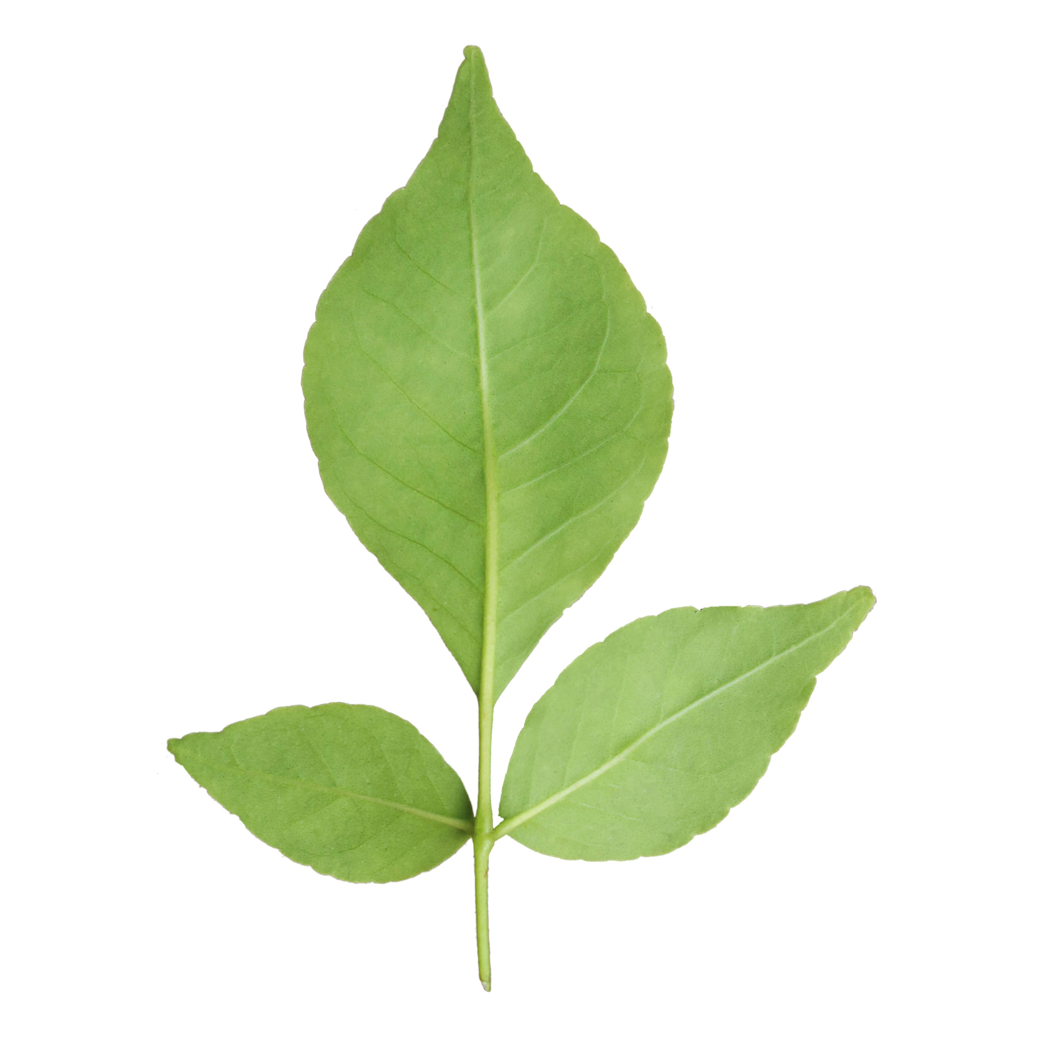 Bilipatra 1 LBS