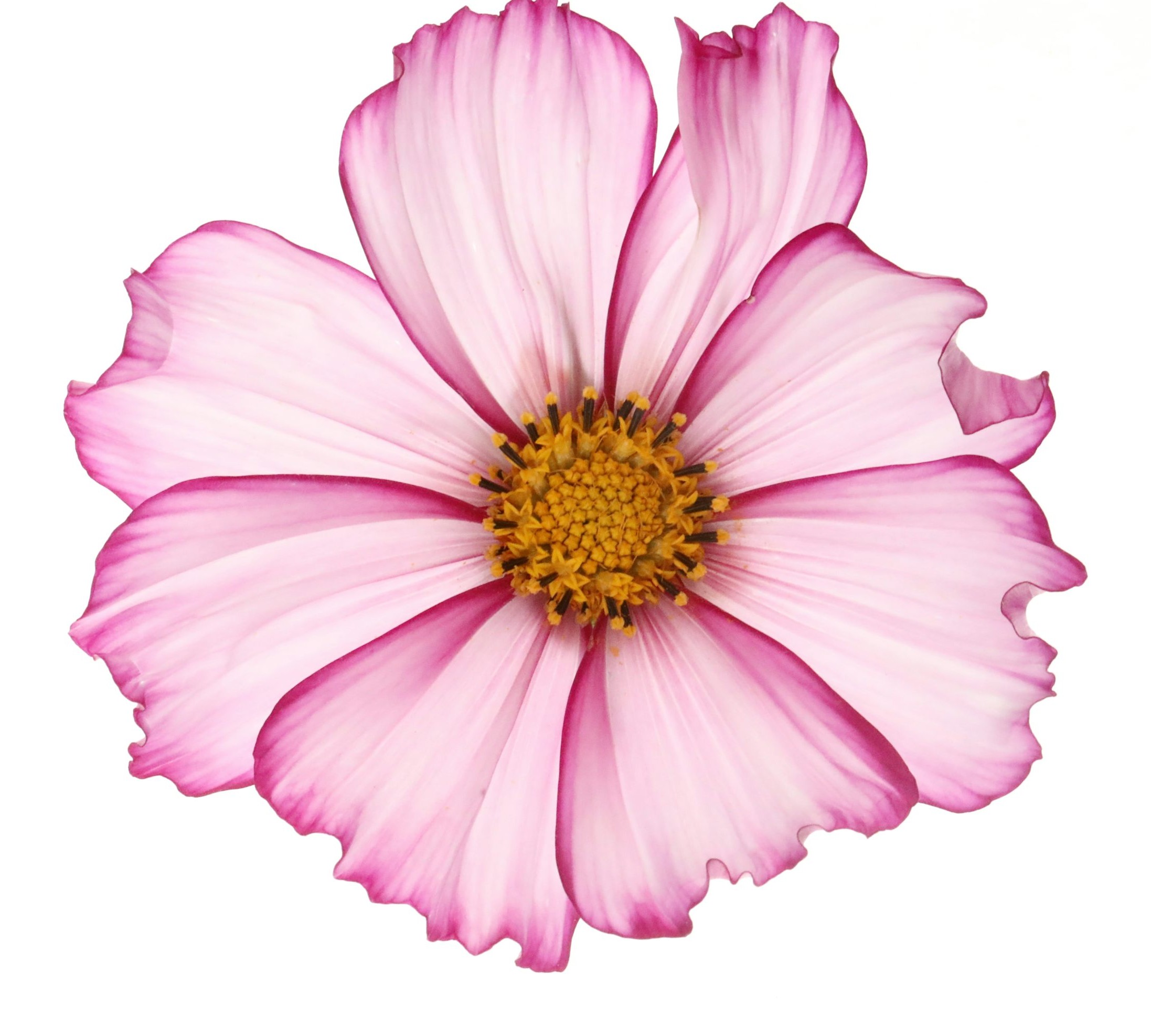 Flowers 1 LBS