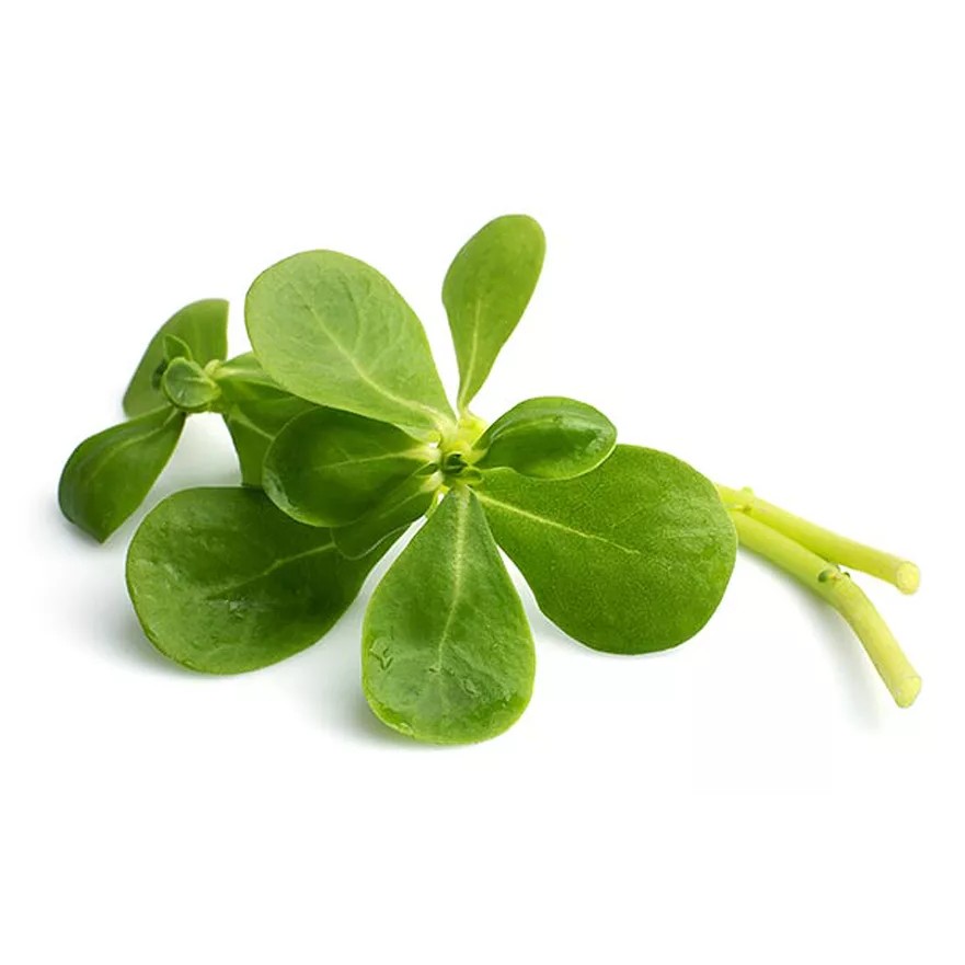 Purslane Gangavalli 1 LBS