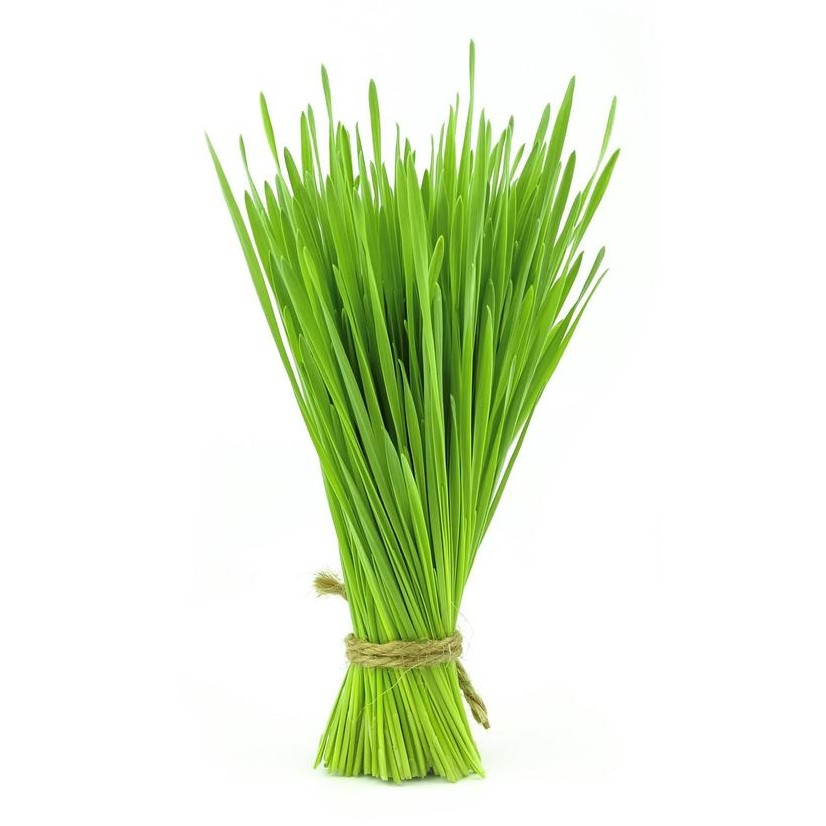 Wheat Grass Bag 1 LBS