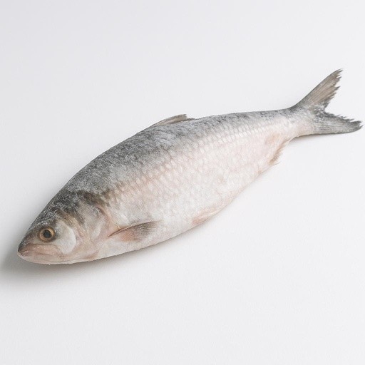 Hilsa Fish Frozen 2 LBS