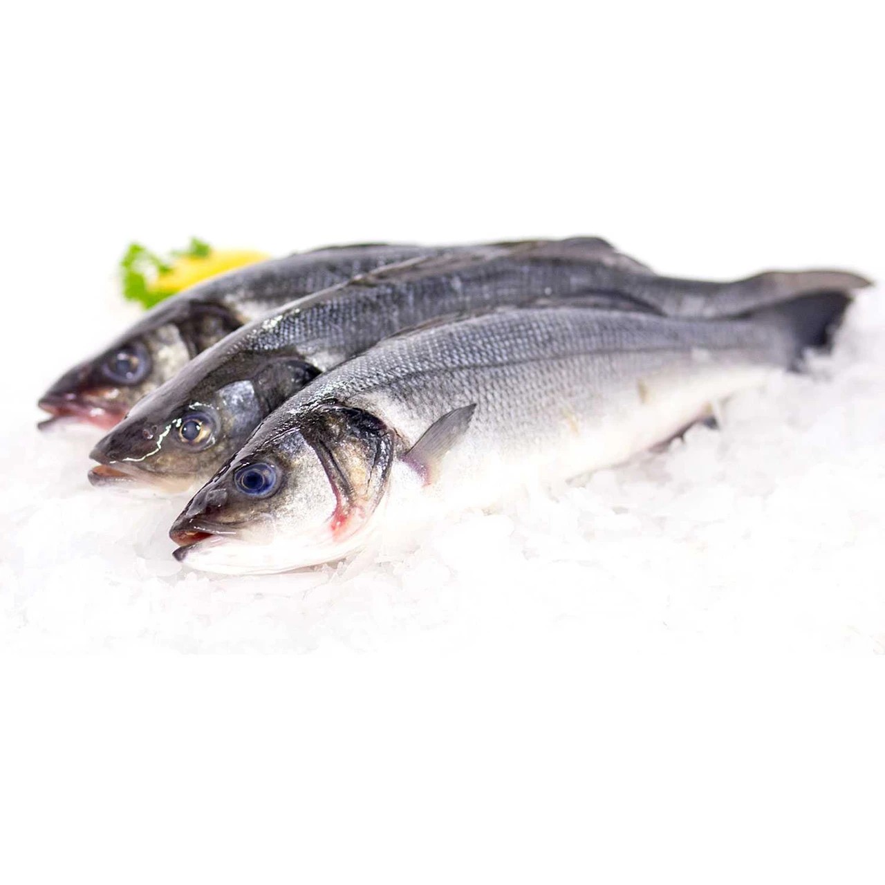 Bronzini 2 LBS