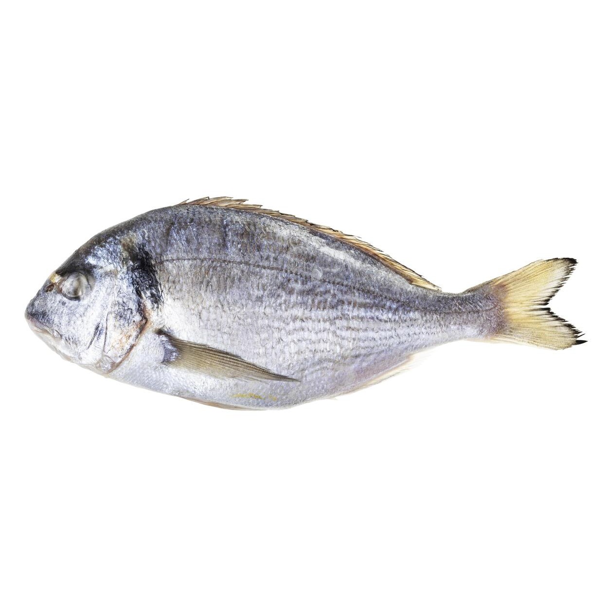 Orata Palpanna 4 LBS