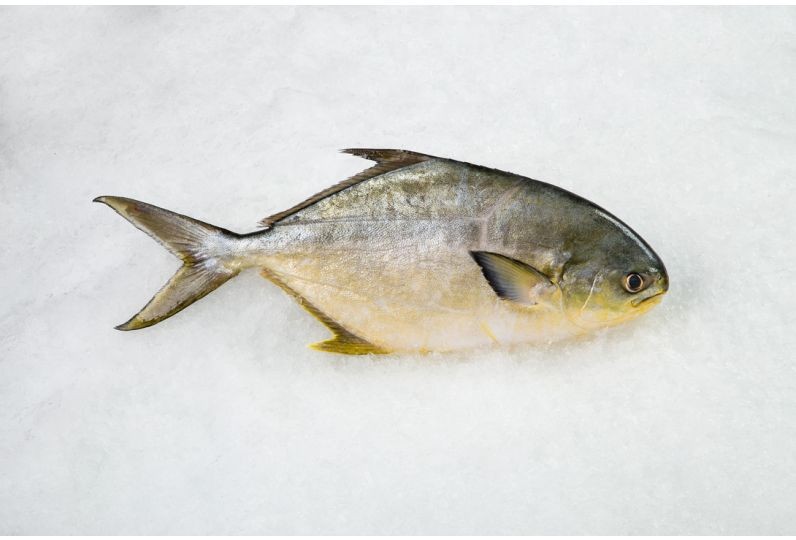 Pompano 3 LBS