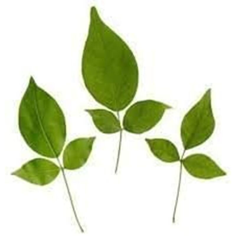 Bilva Leaves 1 LBS