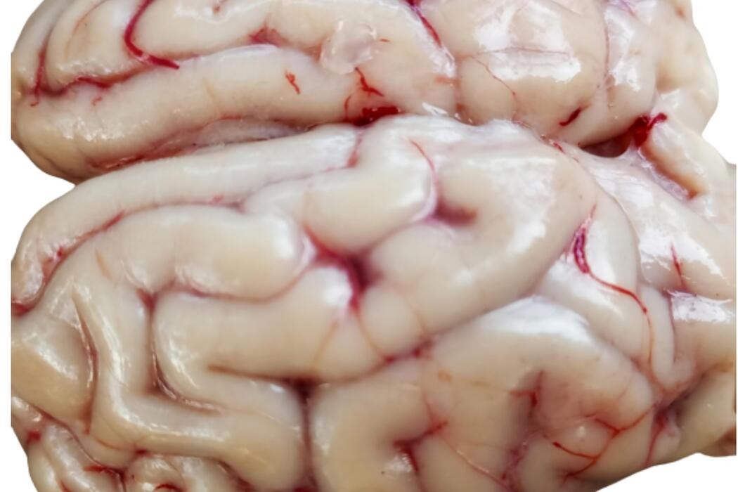 Goat Brain Regular 5 LBS