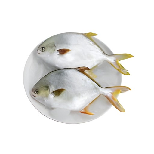Golden Pomfret 1 EACH