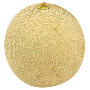 CANTALOUPE MELON