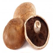 PORTABELLA MUSH
