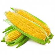YELLOW CORN