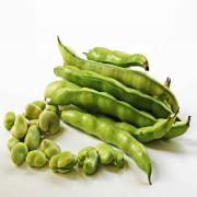 BEANS   FAVA BEANS